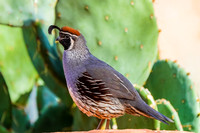 Gambel's Quail