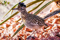 Greater Roadrunner
