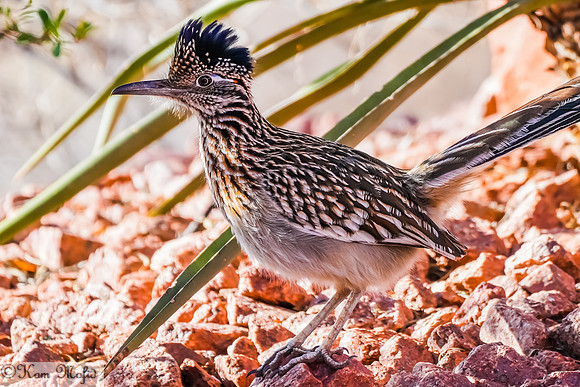 Greater Roadrunner