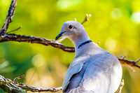 Eurasian Collared-Dove