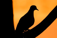 Mourning Dove