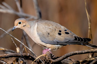 Mourning Dove