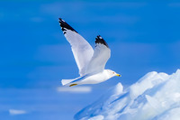 Ring-Billed Gull