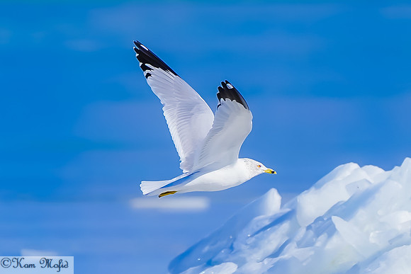 Ring-Billed Gull