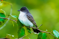 Eastern Kingbird