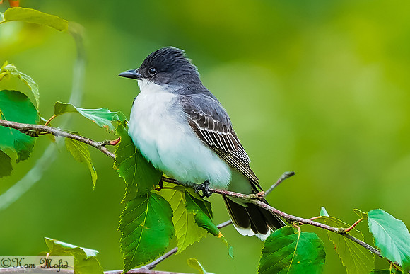 Eastern Kingbird