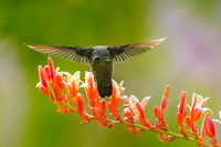 Hummingbird