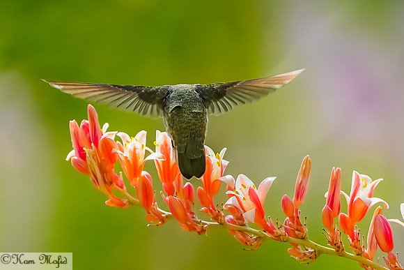 Hummingbird