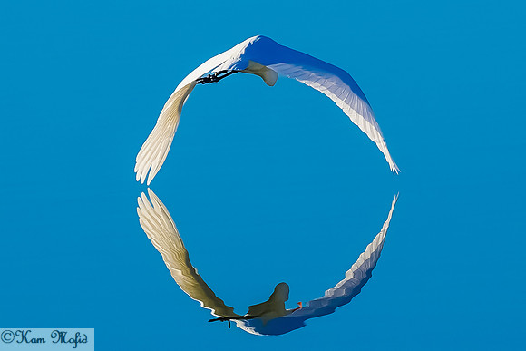 Great Egret