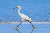 Snowy Egret