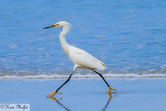 Snowy Egret