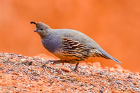 Gambel's Quail