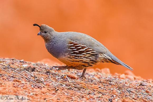 Gambel's Quail