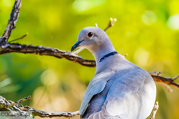 Eurasian Collared-Dove