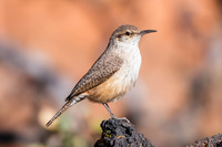 Rock Wren