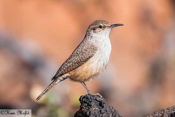 Rock Wren