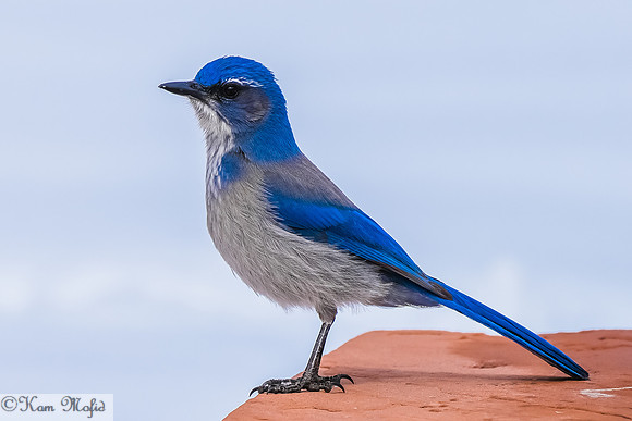 Western Scrub-Jay
