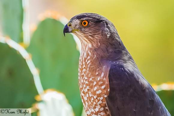 Sharp-shinned Hawk
