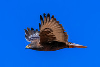 Red-Tailed Hawk (Harlan's)