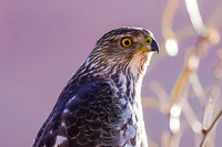 Cooper's Hawk (Juvenile)
