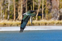 Osprey