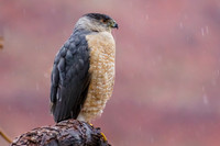 Cooper's Hawk