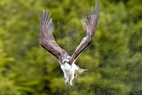 Osprey
