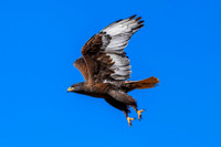 Red-Tailed Hawk (Harlan's)