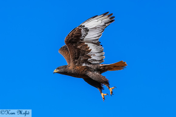Red-Tailed Hawk (Harlan's)