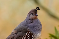 Gambel's Quail (female)