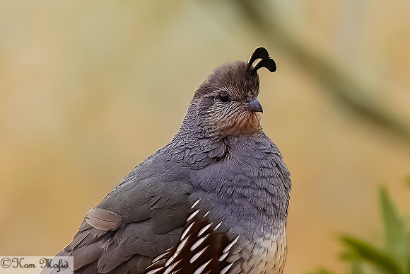 Gambel's Quail (female)