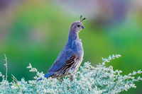 Gambel's Quail (female)