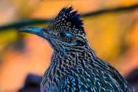 Greater Roadrunner