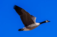 Canada Goose