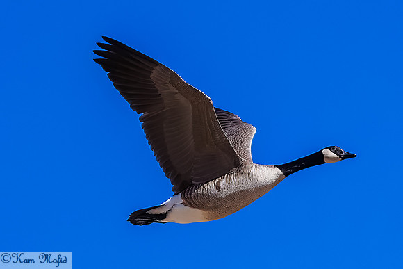 Canada Goose