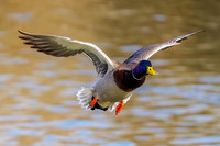 Mallard
