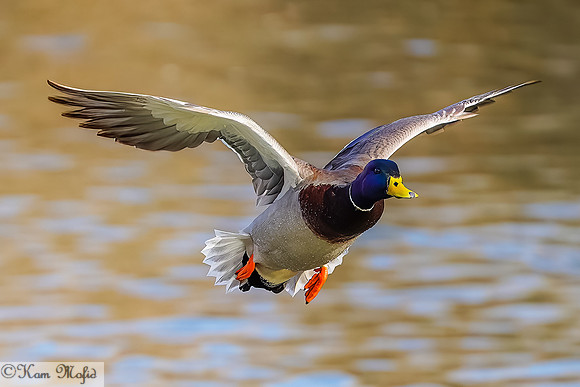 Mallard