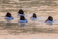 Common Goldeneye