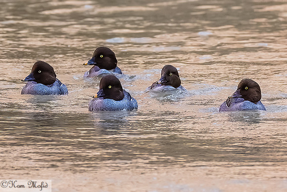 Common Goldeneye