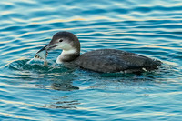 Common Loon with Fish
