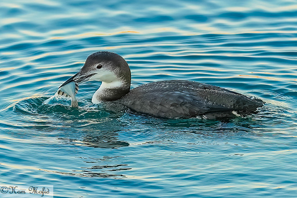 Common Loon with Fish