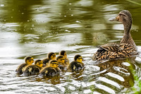 Mallard with her ducklings