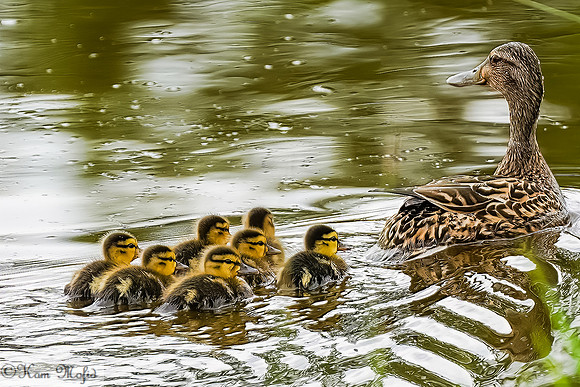 Mallard with her ducklings