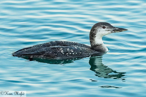 Common Loon