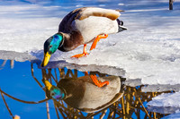 Mallard