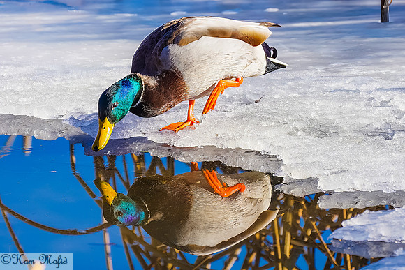 Mallard