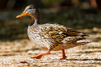 Mallard (female)