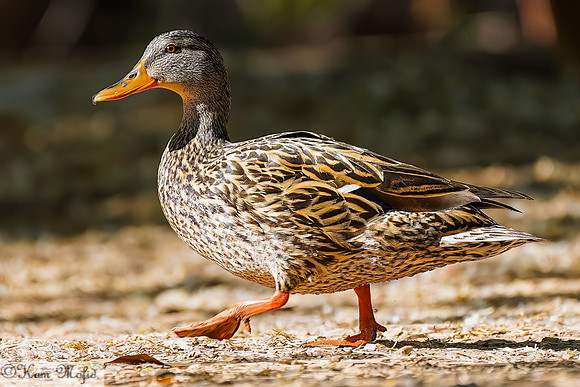 Mallard (female)