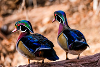 Wood Ducks