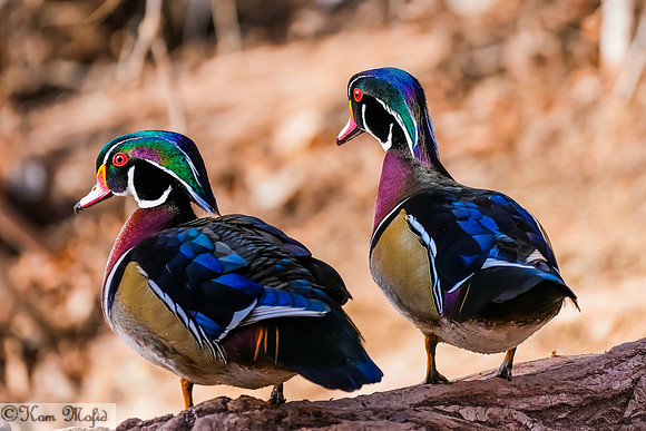 Wood Ducks